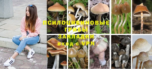 стаф Алексин